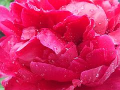 peony14 (21)